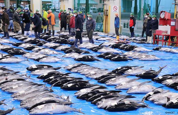 Tuna Auction Market Guided Private Tour in Nachi-Katsuura