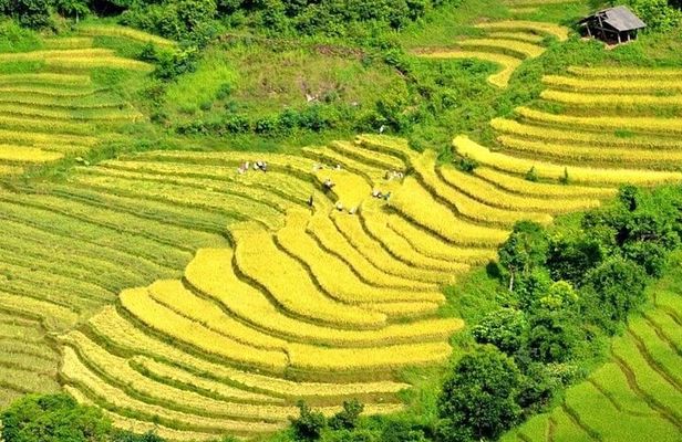 From Sapa: Sapa Trekking Private Tour With Female Ethnic Guide