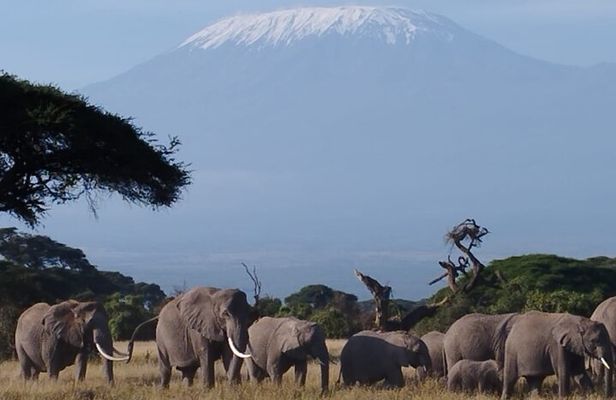 4 Days Safari Adventure in Amboseli and Tsavo 