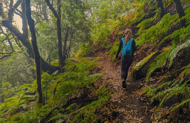 Tenerife: Hiking through Enchanted forest Above Masca with PICKUP