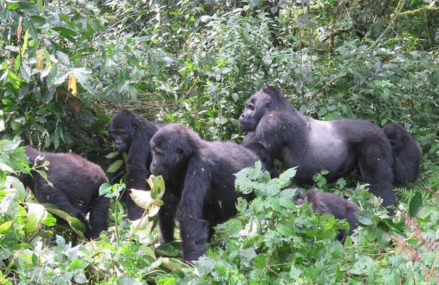 2 Days Uganda Gorilla Trekking Safari with Guide