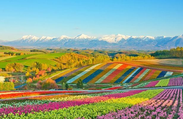 Shikisai-no-Oka Fairy Terrace Tour, optional lunch from Sapporo