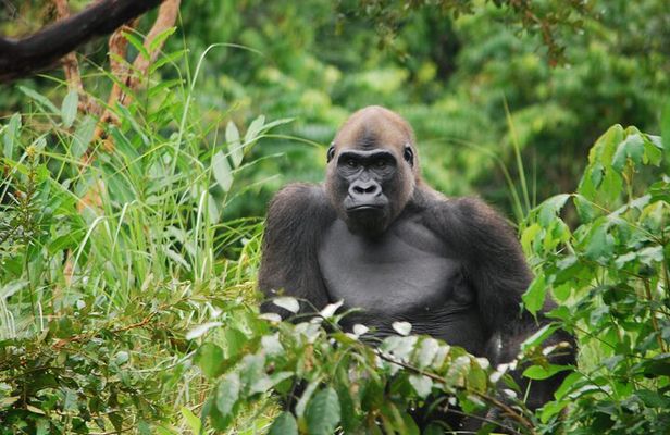 Gorilla Full Day in Lesio Luna Reserve From Brazzaville