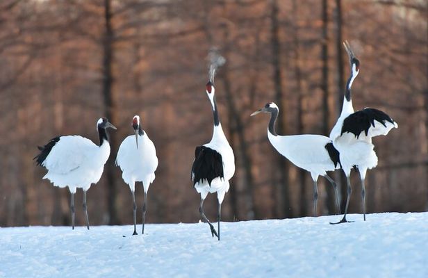 Red-Crowned Crane and Wildlife Guided Tour at Kushiro Marshland