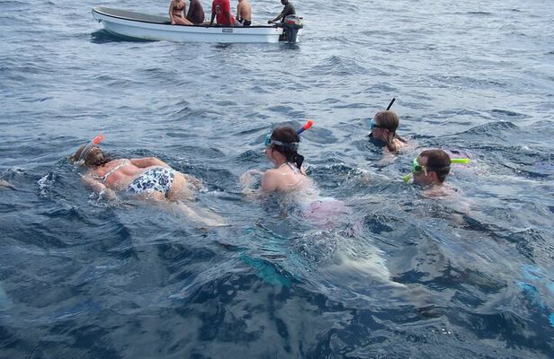 Mnemba Island Snorkeling and Swimming with Dolphins