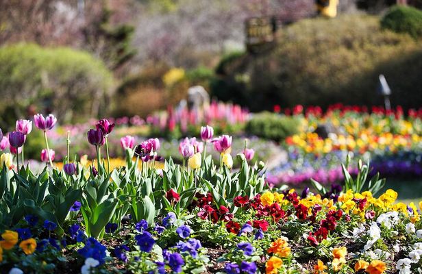 Day Trip to Nami Island with Rail bike and The Garden of Morning Calm