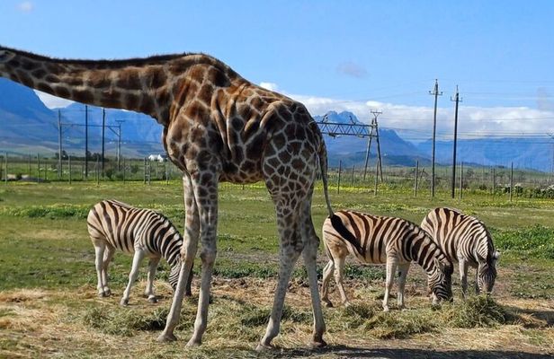 Giraffe Encounter and Cheetah Outreach with Wine Tasting