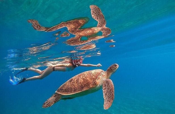 Private Abu Dabbab Snorkeling with Turtles Sea Trip - Hurghada