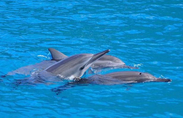 Kealakekua Bay Snorkel & Dolphin Watch In Kona