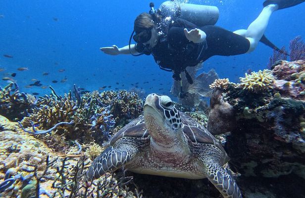 Scuba Diving Menjangan Island