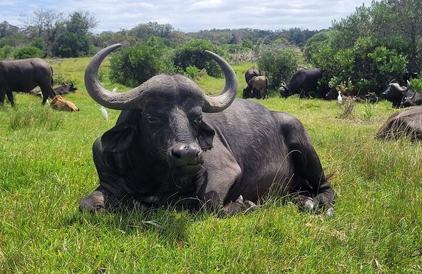 Kragga Kamma Game Drive and Scenic Coastal Tour in Port Elizabeth