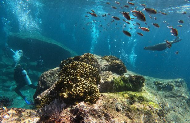MOST POPULAR TOUR IN LA PAZ! Swim with Sea Lions Private Boat