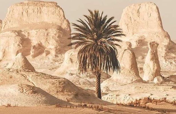 White Desert Awaits Ultimate Safari Adventure