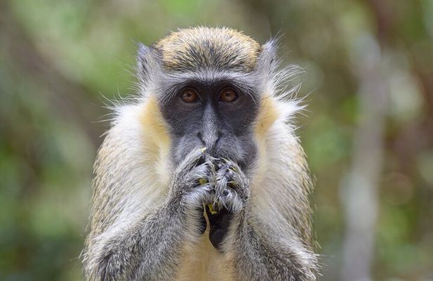 Monkey Feeding And Beach Day In Barbados