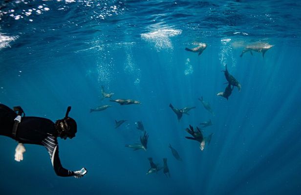 Snorkeling Tour - San Jose del Cabo