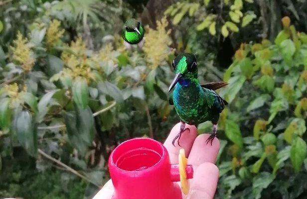 Hummingbirds, chocolate and Nightwalk Tour in Mindo.