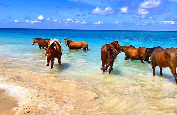 Dunn's River, Horseback Ride and Bamboo Rafting from Ocho Rios