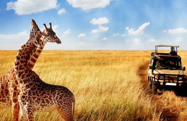 Half Day Safari Tala Game Reserve and Durban City Tour