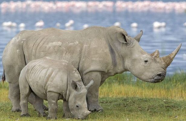 Half Day Safari Tala Game Reserve and Natal Park from Durban