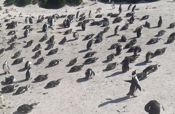 Cape of Good Hope and Penguins Full Day Tour from Cape Town