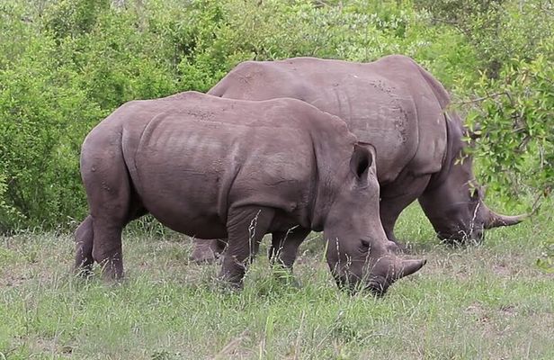 1 Night 2 Days Tour to Amboseli National Park with Jeep
