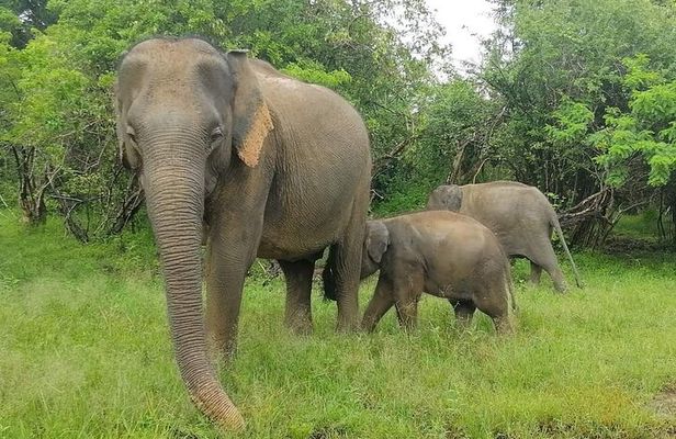 Yala National Park Safari Tour From Hambantota Port