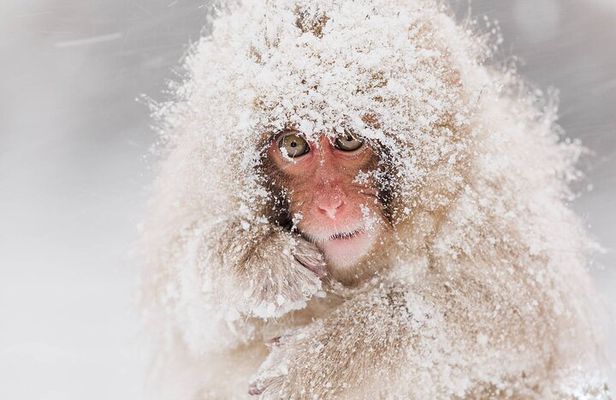 Nagano: Snow Monkey and Zenkoji Temple Free Sake Taste Day Tour