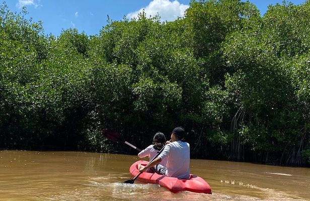 Sisal Mangrove and Beach Kayak Tour From Merida