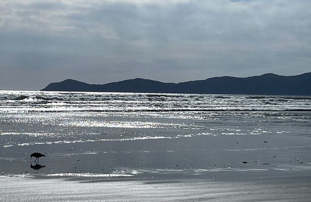 Kapiti Private Tour in Tesla SUV
