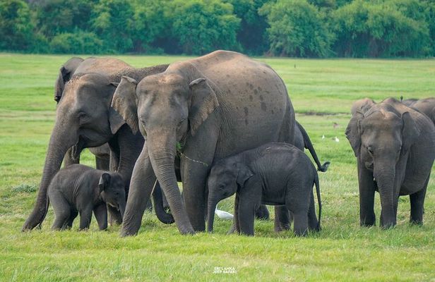 Sigiriya Lion Rock & Evening Safari Full Day Private Tour