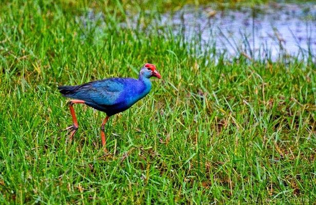 Half Day Tour to Muthurajawela, Lagoon, Dutch Canal and Mangroves