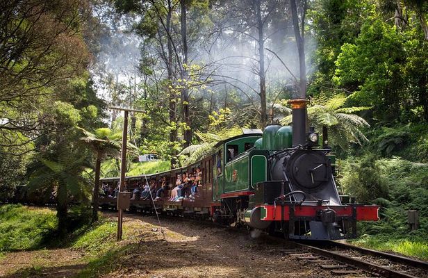 Puffing Billy Train and Penguins Wildlife Tour