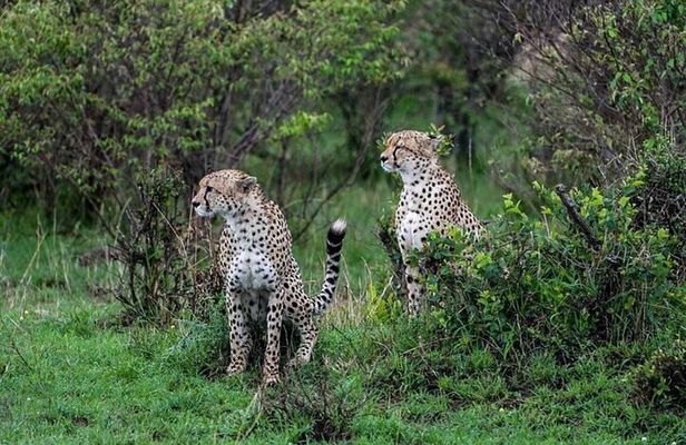 5 Days Maasai Mara Lake Nakuru & Hell's Gate Park Budget Safari
