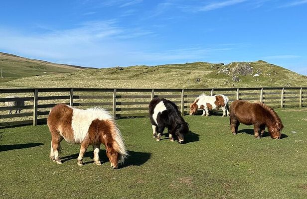 Shetland Pony Express