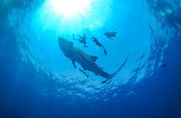Whale Shark Snorkeling Experience from Cancun and Riviera Maya