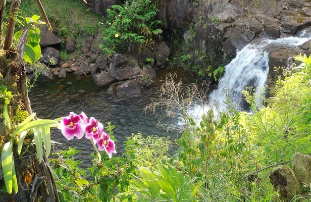 Botanical Tour and waterfall swim at The Cloudforest Bioreserve