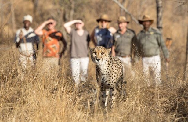 2 Day Private Luxury Addo Elephant & Mountain Zebra Park Safari