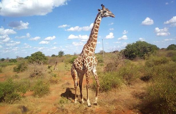 Cape Town Giraffe House Big Cats Encounter and Wine Tasting