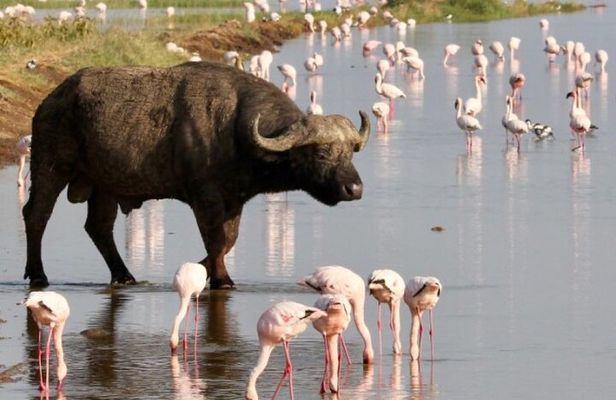 6 Days Group Safari to Masai Mara, Lake Nakuru and Amboseli Park