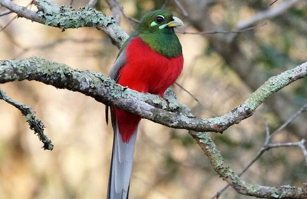 Durban Birdwatching Tour