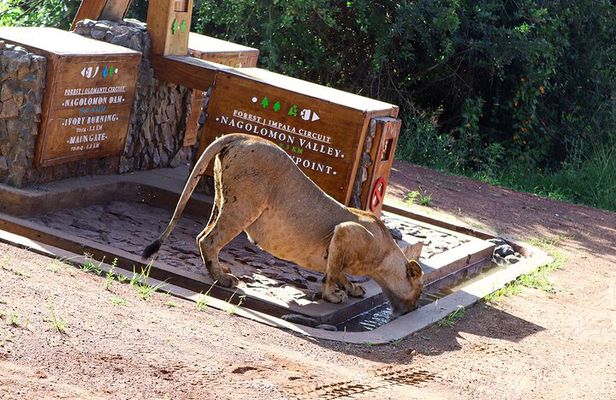 Nairobi National Park Private Safari in a 4X4 Landcruiser Jeep