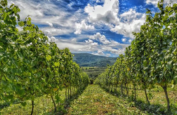 Wine Tourism and Cheese in Cantabria