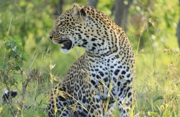 3 day Maasai Mara Small Group Safari in a 4 x4 Land Cruiser Jeep