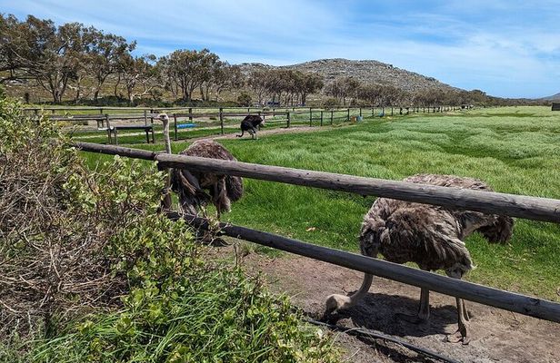 Full Day Cape Peninsula tour from Cape Town