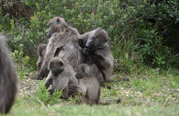 Full Day Cape Peninsula tour from Cape Town