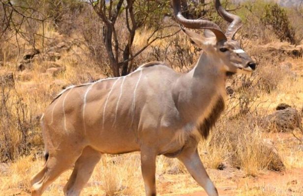 3 Days Samburu National Reserve Private Safari from Nairobi