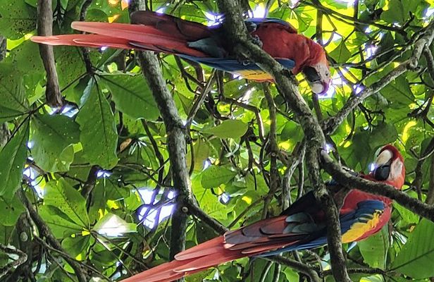 Liberia City Tour- Animal Sanctuary-Waterfall