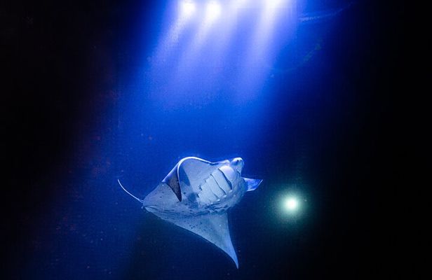 Snorkel With Giant Manta Rays In Kailua Kona