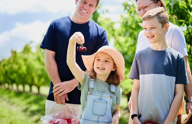 Puffing Billy Steam Train & Cherry Picking Tour from Melbourne