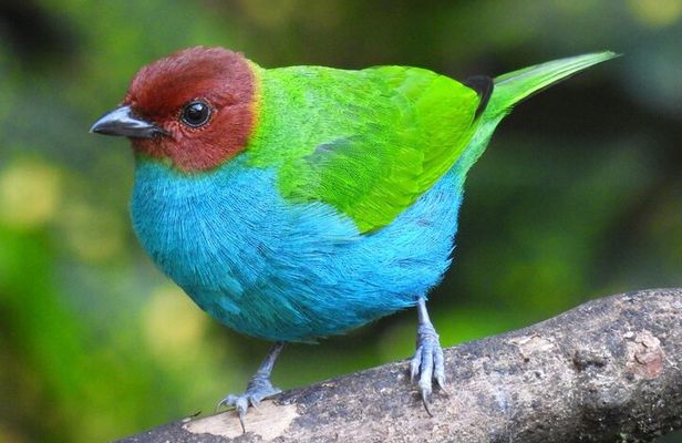 Jungle Tour Bird Watching and Local Fauna from Guatapé